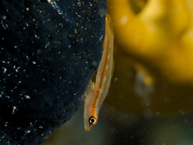 Pleurosicia Mozambica
